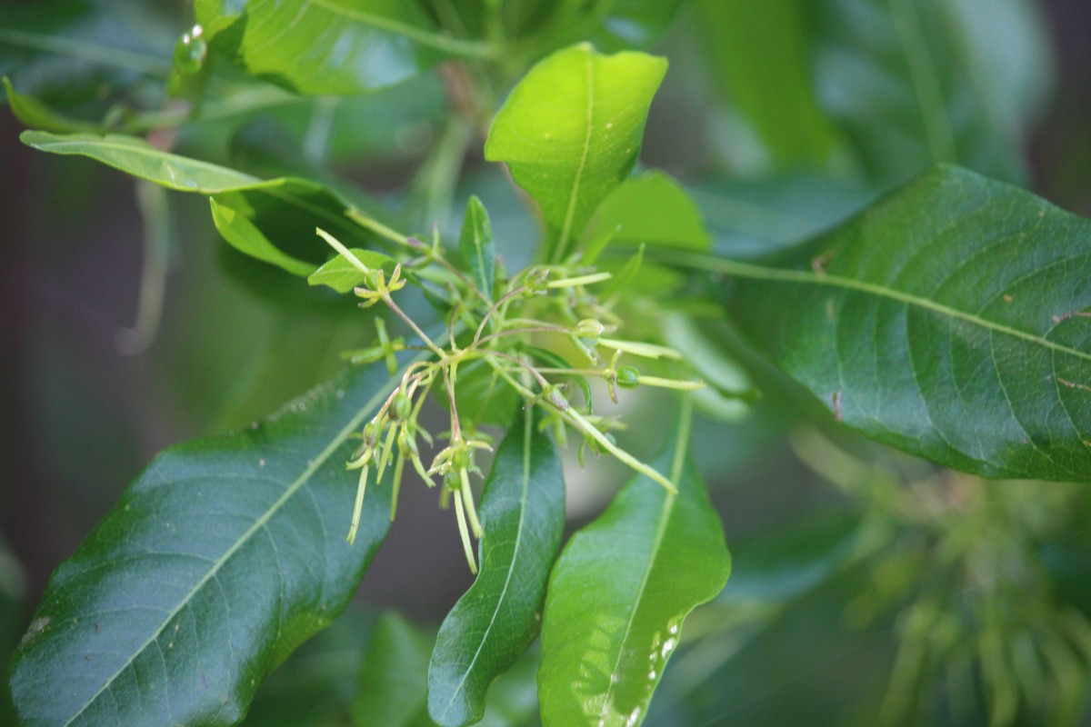 Dodonaea viscosa Jacq.